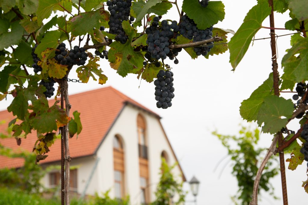 Rote Weintrauben am Weingut Taggenbrunn